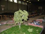 b085-baum_006